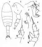 Espèce Valdiviella oligarthra - Planche 1 de figures morphologiques