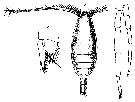 Species Phaenna zetlandica - Plate 1 of morphological figures