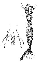 Espèce Monstrilla longiremis - Planche 12 de figures morphologiques