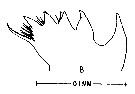 Espce Labidocera aestiva - Planche 7 de figures morphologiques