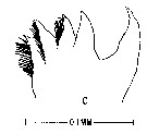 Espèce Tortanus (Boreotortanus) discaudatus - Planche 10 de figures morphologiques