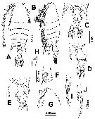 Species Pontellopsis lubbocki - Plate 6 of morphological figures