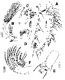 Species Pontellopsis lubbocki - Plate 7 of morphological figures