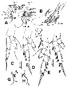 Espce Pontellopsis lubbocki - Planche 8 de figures morphologiques