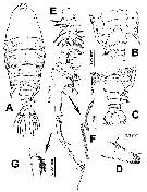 Species Pontellopsis lubbocki - Plate 9 of morphological figures