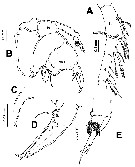 Espce Pontellopsis lubbocki - Planche 10 de figures morphologiques