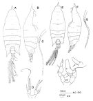 Espèce Arietellus sp. - Planche 1 de figures morphologiques