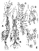 Species Monstrilla grandis - Plate 19 of morphological figures