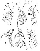 Species Monstrilla grandis - Plate 20 of morphological figures