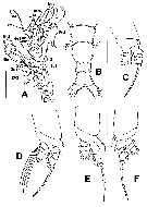 Espce Cymbasoma alvaroi - Planche 2 de figures morphologiques