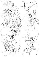 Espèce Pseudodiaptomus japonicus - Planche 11 de figures morphologiques