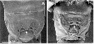 Espèce Pseudodiaptomus japonicus - Planche 15 de figures morphologiques