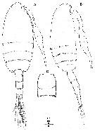 Espèce Pseudodiaptomus japonicus - Planche 16 de figures morphologiques