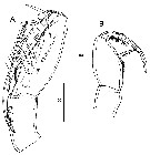 Species Farranula concinna - Plate 11 of morphological figures