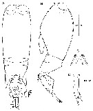 Species Farranula gibbula - Plate 16 of morphological figures