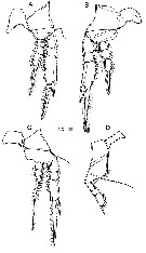 Species Farranula gibbula - Plate 18 of morphological figures