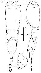 Species Farranula gibbula - Plate 19 of morphological figures