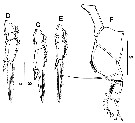 Espèce Farranula gibbula - Planche 21 de figures morphologiques