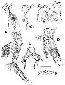 Species Monstrillopsis igniterra - Plate 2 of morphological figures