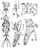 Espèce Monstrillopsis chilensis - Planche 1 de figures morphologiques