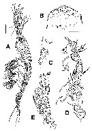 Species Monstrillopsis chilensis - Plate 2 of morphological figures