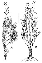 Espce Monstrilla patagonica - Planche 2 de figures morphologiques