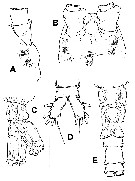 Species Monstrilla patagonica - Plate 4 of morphological figures