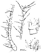 Espèce Stephos boettgerschnackae - Planche 2 de figures morphologiques