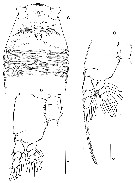 Species Cymbasoma striifrons - Plate 3 of morphological figures