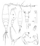 Espèce Acartia (Acartia) danae - Planche 2 de figures morphologiques