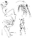 Espèce Yrocalanus antarcticus - Planche 3 de figures morphologiques