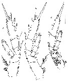 Espèce Yrocalanus antarcticus - Planche 4 de figures morphologiques