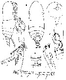 Espèce Yrocalanus antarcticus - Planche 5 de figures morphologiques