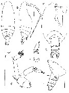 Espèce Xancithrix ohmani - Planche 1 de figures morphologiques