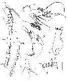 Espèce Xancithrix ohmani - Planche 2 de figures morphologiques