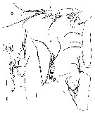 Espèce Xancithrix ohmani - Planche 4 de figures morphologiques