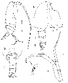 Species Xancithrix ohmani - Plate 6 of morphological figures