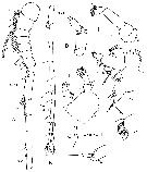 Espèce Xancithrix ohmani - Planche 7 de figures morphologiques