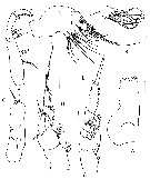 Espèce Xancithrix ohmani - Planche 8 de figures morphologiques