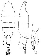 Espèce Heterorhabdus tanneri - Planche 8 de figures morphologiques