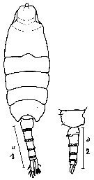 Species Heterorhabdus tanneri - Plate 16 of morphological figures