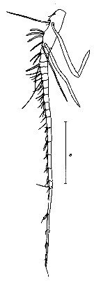 Species Heterorhabdus tanneri - Plate 17 of morphological figures