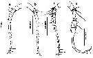 Espèce Labidocera acuta - Planche 32 de figures morphologiques
