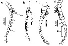 Espèce Labidocera minuta - Planche 23 de figures morphologiques