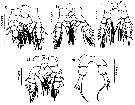Espèce Calanopia aurivilli - Planche 9 de figures morphologiques