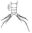 Species Canthocalanus pauper - Plate 14 of morphological figures