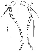Espèce Canthocalanus pauper - Planche 15 de figures morphologiques