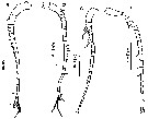 Espèce Undinula vulgaris - Planche 35 de figures morphologiques