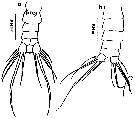Espèce Cosmocalanus darwini - Planche 23 de figures morphologiques