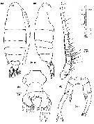 Espèce Labidocera acutifrons - Planche 12 de figures morphologiques